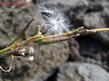 Pianta sana sull''Etna e malata a Catania- Lactuca saligna
